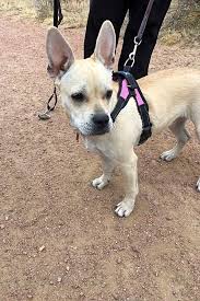 The french bulldog is a small sized domestic breed that was an outcome of crossing the ancestors of bulldog brought over from england with the local. These Colorado Springs Based Puppies Are Up For Adoption And In Need