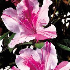 Encore Azalea 1 Gallon Multicolor Azalea Flowering Shrub In Pot Lowes Com Flowering Shrubs Shrubs Evergreen Shrubs