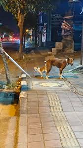 ditemukan 2 anjing sedang kawin namun nyangkut, dan mereka dalam kondisi  butuh bantuan. plis bagi yg pernah menangani kasus ini bisa mampir ke  lokasi. tepat di depan Mie GA jalan mahendradatta, Bali.
