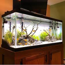 Aquariumfreshwaterfishtanks Aquarium Design Nature Aquarium Aquarium Fish Tank