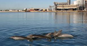 City Dolphins Get A Boost From Better Protection And Cleaner Waters Dolphins Marine Mammals Clean Water