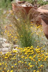 Image result for Aristida leucophaea