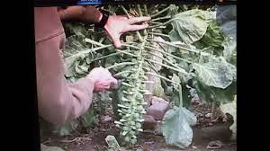 How To Grow Brussel Sprouts From Seed Container Gardening Vegetables Harvesting Brussel Sprouts Organic Vegetable Garden