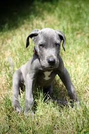 Great dane puppy for sale near california, fontana, usa. Meet Our New Great Dane Puppy The Cutest Dog Toys Ever The Wicker House