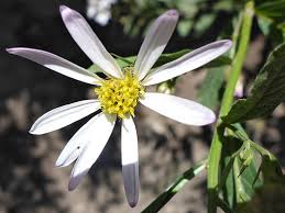 Image result for Aeollanthus engleri