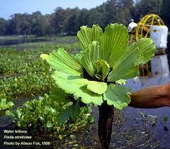 Mostly because while i like water lettuce, the long roots. Center For Aquatic And Invasive Plants University Of Florida Ifas