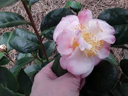 Camellia Nina Avery Flowers Plants Camellia