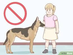How do i remove bats from my attic? 3 Ways To Catch A Bat In Your House Wikihow