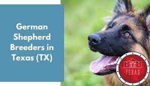 Find out more info about nuvet plus immune builder and support, and nujoint plus joint support, great reviews and we are using it ourselves. 36 German Shepherd Breeders In Texas Tx German Shepherd Puppies For Sale Animalfate