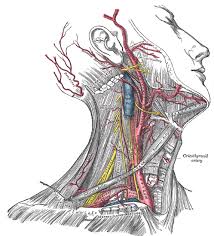 It is therefore essential that you are able to competently perform neck lump examination. Head And Neck Anatomy Wikiwand