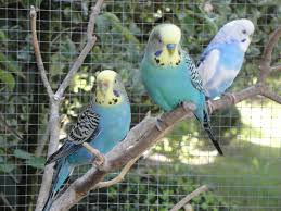 http www parkieten online nl budgies parakeet animals