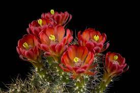 Glochids and spines, although some have one kind, but not the other. Echinocereus Roemeri