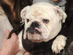 Infotainment deutschland 2020, 270 min. Sat 1 Fruhstucksfernsehen Trauert Um Studiohund Lotte Liebenswert Magazin