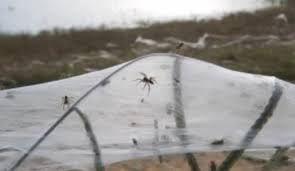 Un indien dans la ville araignée. Des Champs D Araignees En Australie