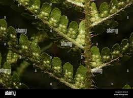 Image result for Christella gueinziana