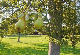 Sieh dir an, was andi gartem (agartem) auf pinterest, der weltweit größten sammlung von ideen, entdeckt hat. Ein Birnbaum In Ihrem Gartem Stand Buro Berg
