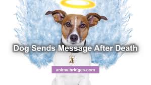 When an animal dies that has been especially close all the animals who had been ill and old are restored to health and vigour; Dog Sends Message After Death