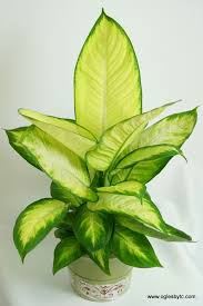 Dieffenbachia Tropic Marianne Foliage Plants Beautiful Flowers Garden Trees To Plant