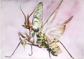 Shop a wide selection of products for your home at amazon.com. Devil S Flower Mantis By 9tailedkestrel On Deviantart