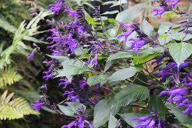 Ask a gardening question, get a gardening answer. How To Prune Salvias Three Pruning Groups Jack Wallington Garden Design Ltd