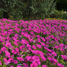 Wave Petunias