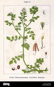 Image result for Rorippa nasturtium-aquaticum