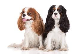 We did not find results for: Cavalier King Charles Spaniel Breed Info Adoption And Care Zooplus