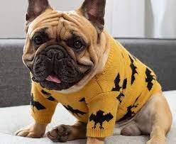 Whatever you're shopping for, we've got it. French Bulldog Sweaters Top 12 Picks In 2020 French Bulldog Breed