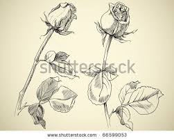 Rose Bud Sketch Stock Vector 66599053 Shutterstock Rose Bud Tattoo White Rose Tattoos Rose Drawing Tattoo