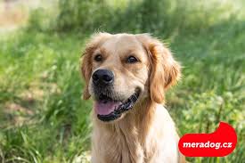 Image result for zlatý retrívr