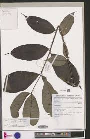 Image result for Vepris zambesiaca