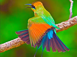 Desktop Birds Of Paradise Wallpaper Beautiful Bird Rainbow Animals Birds Wallpaper Beautiful Birds Pet Birds Most Beautiful Birds