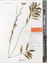 Image result for Afrohybanthus enneaspermus