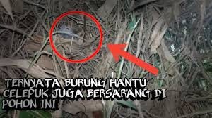 Misalnya di sunda, disebut sebagai bueuk dan di jawa dengan nama manuk. Cara Menemukan Sarang Burung Hantu Celepuk Owl Scops Youtube