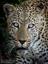 Menacing Stare By Mark Needham 500px Animals Gorgeous Cats Wild Cats