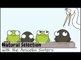 Nature selects the variations within a. Natural Selection Vocabulary Worksheet Jobs Ecityworks
