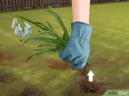 How To Get Rid Of Onion Weed 7 Steps With Pictures Wikihow