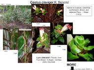 Image result for Siphonochilus brachystemon