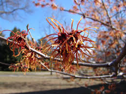 Image result for Hamamelis mollisi