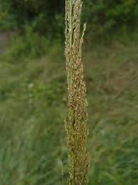 Image result for Sporobolus natalensis