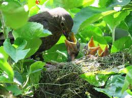 Image result for free images bird feeding in nest