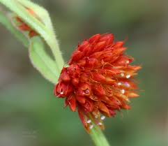 Image result for Psilotrichum scleranthum