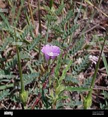 Image result for Monsonia angustifolia