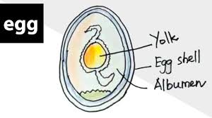 Check spelling or type a new query. How To Draw Parts Of An Egg à®'à®° à®® à®Ÿ à®Ÿ à®¯ à®© à®ªà®• à®¤ à®•à®³ à®Žà®µ à®µ à®± à®µà®° à®¯à®² à®® Learn To Draw Easy Drawings Youtube
