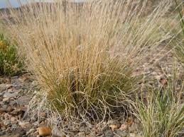 Image result for Aristida effusa