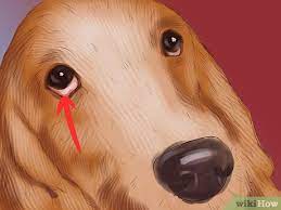 How To Diagnose Vitiligo In Dogs 9 Steps With Pictures