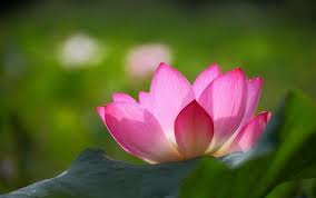 Pink Lotus Flower Wallpaper With Green Background In 2020 Lotus Flower Wallpaper Flowers Pink Lotus
