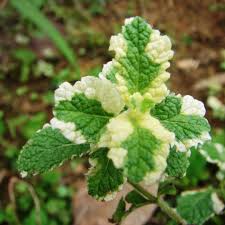 There are 264 peppermint plant potted for sale on. Egrow 200pcs Bag Mosaic Mint Seeds Vegetable Seeds Balcony Potted Peppermint Aromatic Plant Seeds Absorb Formaldehyde