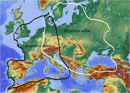 Best price guarantee on all art bathe vanity models. From Medicinal Plant To Noxious Weed Bryonia Alba L Cucurbitaceae In Northern And Eastern Europe Journal Of Ethnobiology And Ethnomedicine Full Text
