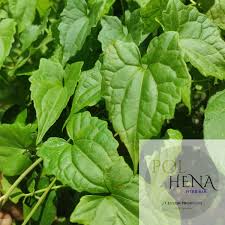 Image result for Mikania